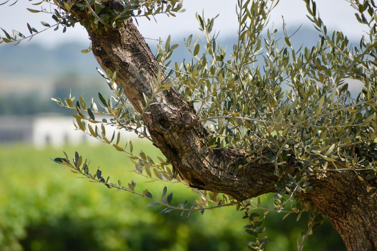 Bed And Breakfast Le Giale Castelnuovo del Garda Luaran gambar